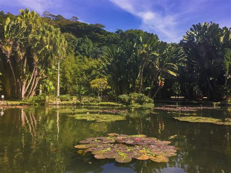 Samba! Jardim Botânico do Rio de Janeiro: A Lush Escape for Nature Lovers!